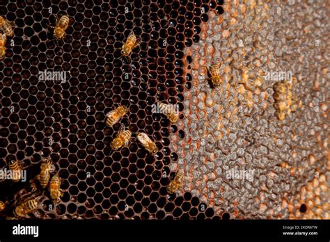 Frames Of A Beehive Just Taken From Beehive With Sweet Honey Busy Bees