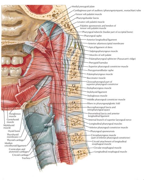 The Muscles Are Labeled In This Diagram