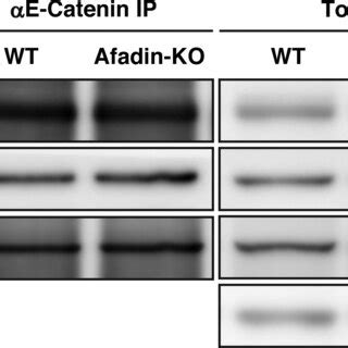 Binding Of Afadin To The E Catenin Catenin Complex In Solution In