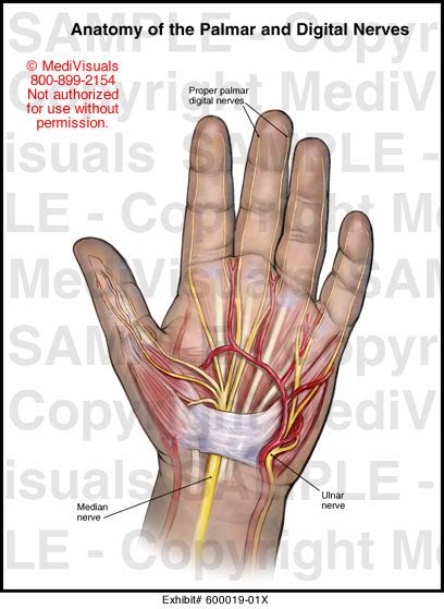 Anatomy Of The Palmar And Digital Nerves Medical Illustration