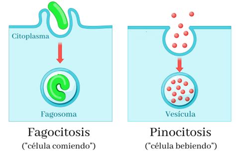 Tipos De Endocitosis Biolog A Celular Homo Medicus