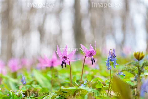 【カタクリとエゾエンゴサク《北海道の早春の森》旭川市男山自然公園】の画像素材31124276 写真素材ならイメージナビ