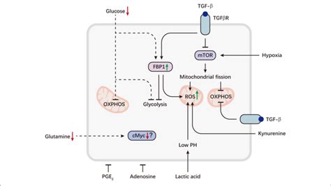 Metabolic Reprogramming Of NK Cells In The Tumor Microenvironment