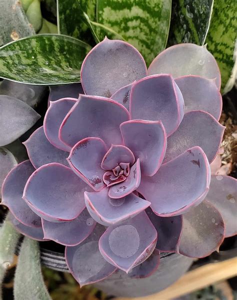 Echeveria Perle Von Nurnberg Info And Complete Care Guide