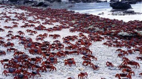 Amazing Red Crabs Migration