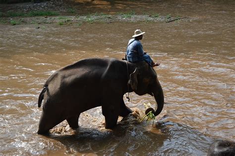 Camp Elephants Elephant Thailand - Free photo on Pixabay