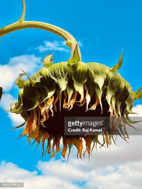 Sunflower Seed Head Photos And Premium High Res Pictures Getty Images