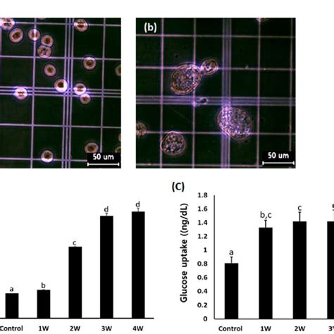 A Analysis Of Cell Volume In Untreated Control A549 Cells A And A549