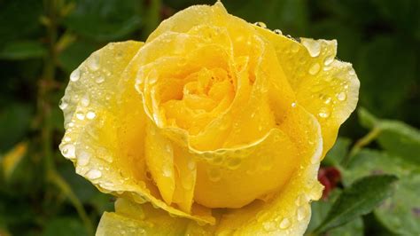 15 Recommended Floribunda Rose Varieties for the Home Garden