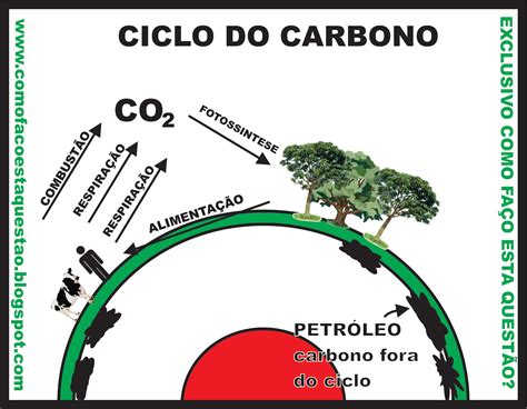 Ciclo Do Carbono Mineralização Do Carbono