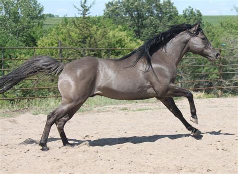 Berry Sweet Whizard An impressive Smoky Grullo Quarter Horse... He has ...