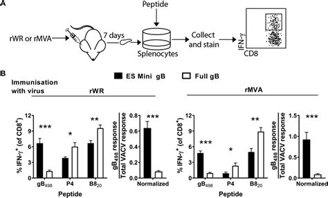 Minigene Gb Is More Effective Than Full Length Gb For Priming Cd T