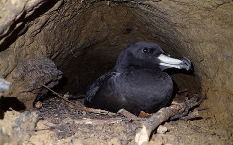 Agreement On The Conservation Of Albatrosses And Petrels Proposed