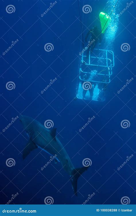 Plongeurs Dans Une Cage Avec Le Grand Requin Blanc Sous Marin Photo