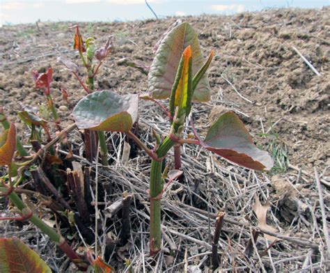 Eating Weeds Japanese Knotweed Laptrinhx News