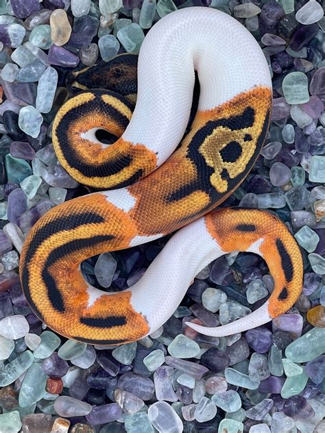 orange dream fire piebald ball python  moonstone morphs morphmarket