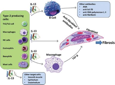 Il 13 Plays Signifi Cant Role In Systemic Sclerosis Pathogenesis By Download Scientific Diagram