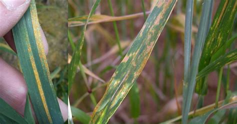 Wheat Diseases And Their Management And Control