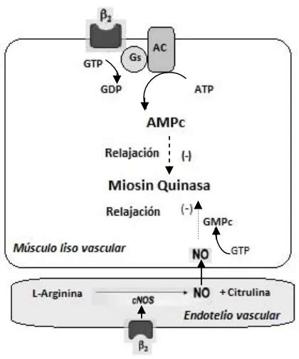 Indicaciones del uso de Salbutamol Efectos y mecanismos de acción