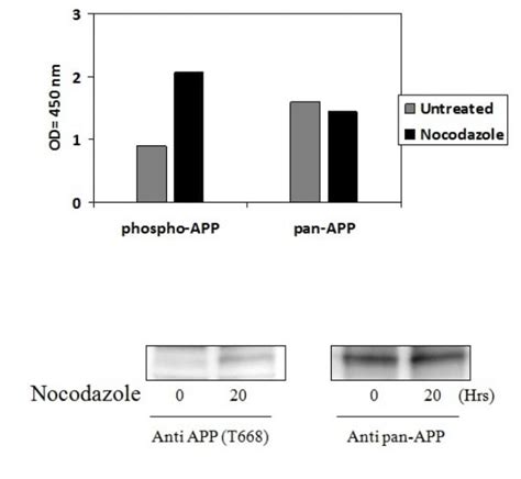 Phospho Amyloid Precursor Protein T Elisa Kit Ab