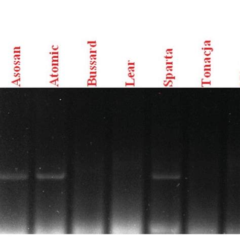 Electropherogram Showing The Presence Of The STS 241 Marker Of The Pm4b