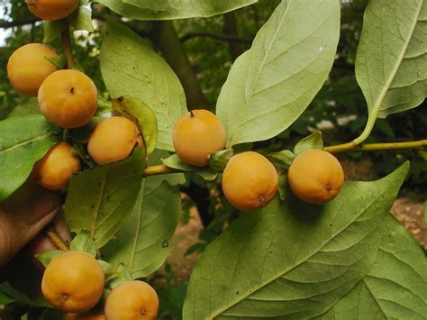 Date Plum Diospyros Lotus 10 Seeds Free Us Shipping Etsy