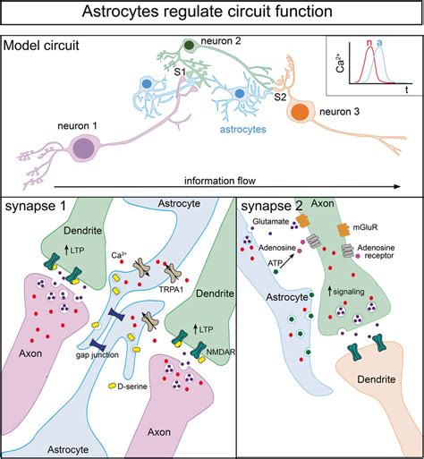 Select Mechanisms For Astrocyte Modulated Neuronal Signaling Top