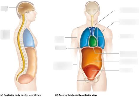 Chapter 1 The Anterior Posterior Body Cavities Labeling Diagram Quizlet