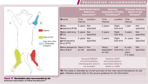 Figure From Injection Site Associated Sarcoma In The Cat Semantic