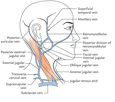 Image Result For Facial Veins Anatomy Facial Veins Facial Anatomy