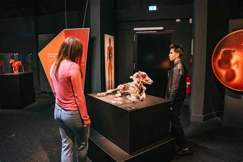 Berl N Tickets Para El Museo Body Worlds De Berl N Getyourguide