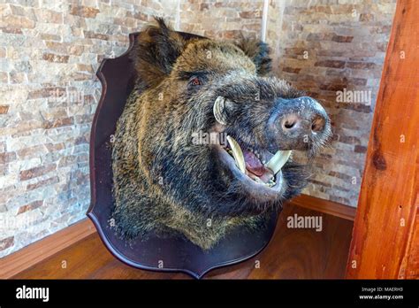 Taxidermie De Sanglier Banque D Image Et Photos Alamy