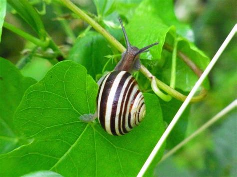 Snail Invertebrates Animal Free Stock Photos In Jpeg  3648x2736