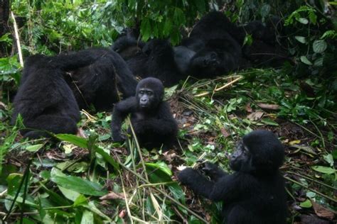 Silverback Gorilla Facts - Everything You Need To Know | Wildlife Trails