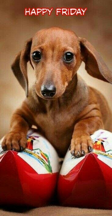 Happy Friday Dachshund Puppies Doxie Dogs Dachshund Dog