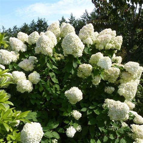 Hortensie Strong Annabelle Incrediball Hydrangea Arborescens