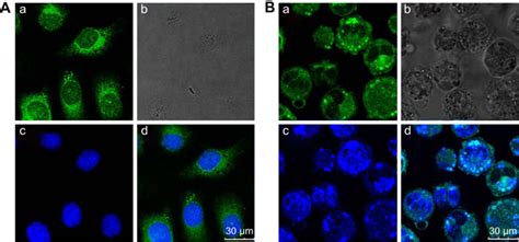 Confocal Laser Scanning Microscopy Images Of Hepg2 A And Hca F B