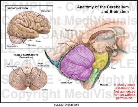 Anatomy Of The Cerebellum And Brainstem Medical Illustration