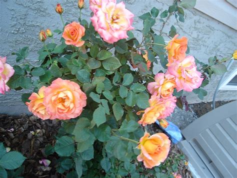 My Rose Bush Mardi Gras Zone 3 Rose Bush Beautiful Roses Love Rose