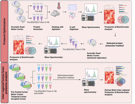 Schematic Workflow Of The Proposed Optimized Protein Extraction From