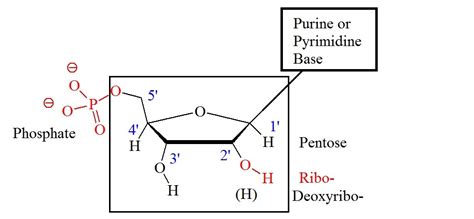 Purines, Pyrimidines, and Nucleotides