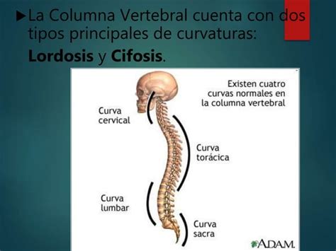 Anatomia Del Raquis Ppt