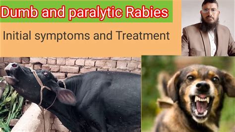 Rabies Causes Symptoms Diagnosis And Treatment Clinical Rabies In In