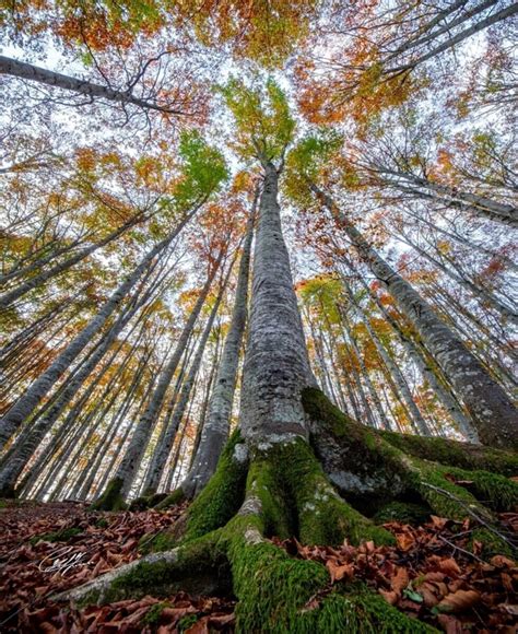 Il Foliage Nella Faggeta Del Cansiglio