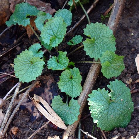 Foraging in Early Spring: Wild Edible Plants to Gather Now — Good Life ...