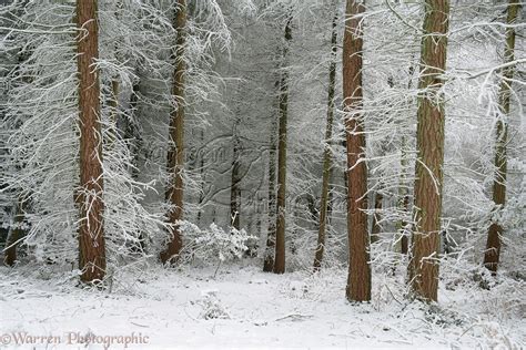 Coniferous forest with snow photo WP14695