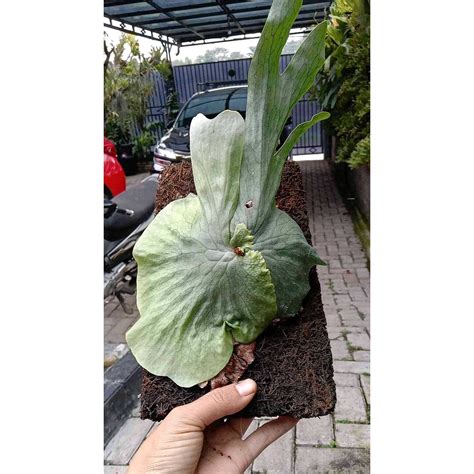 Platycerium Wandae 60042 Shopee Singapore