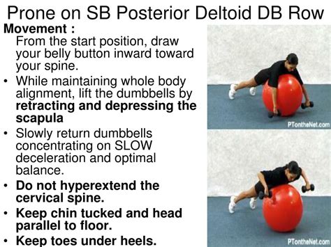 Ppt Deltoid Powerpoint Presentation Free Download Id 4308764