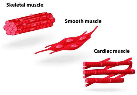 What Are the Different Types of Skeletal Muscle Diseases?