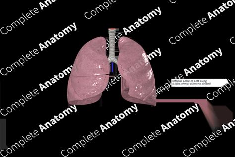 Inferior Lobe Of Left Lung Complete Anatomy